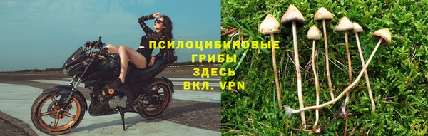 PSILOCYBIN Горно-Алтайск