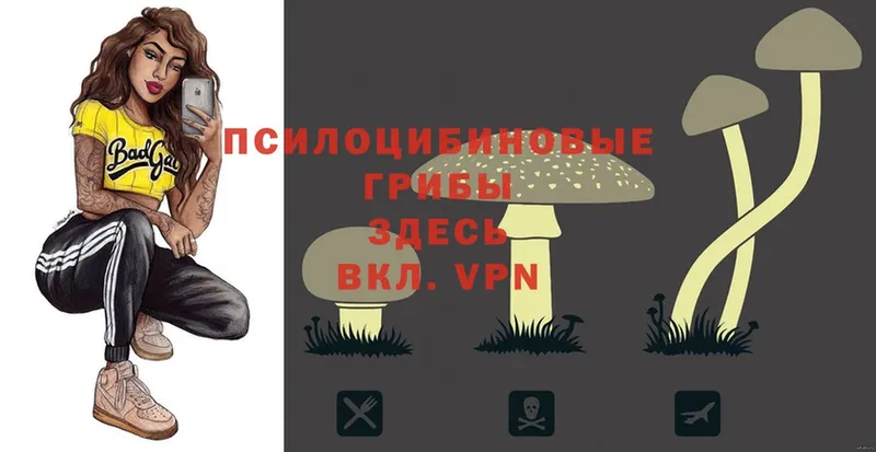 Галлюциногенные грибы Psilocybe  Кондрово 